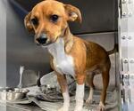 Small Chihuahua Mix