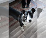Small #5 American Pit Bull Terrier Mix
