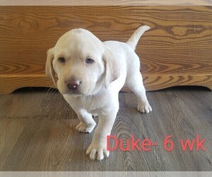 Labrador Retriever Puppy for sale in CATO, NY, USA