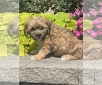 Small #3 Lhasa Apso-Poodle (Toy) Mix