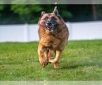 Small #1 German Shepherd Dog
