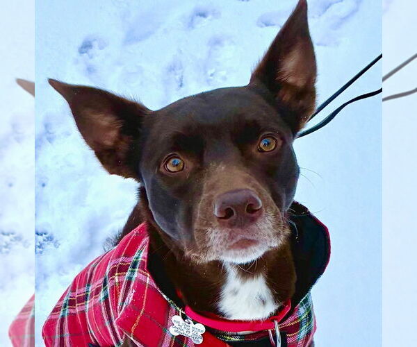 Medium Photo #6 Australian Kelpie-Unknown Mix Puppy For Sale in Canton, CT, USA
