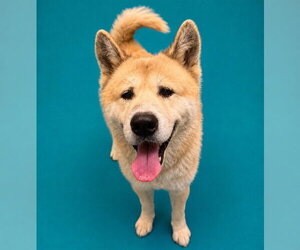 YAO - Male Chow Chow Dog for Adoption - Photo #2