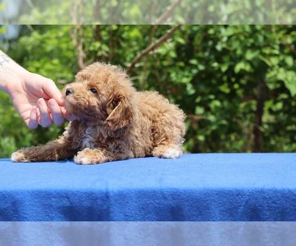Medium Photo #26 Poodle (Toy) Puppy For Sale in DYERSBURG, TN, USA