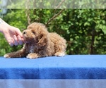 Small #25 Poodle (Toy)