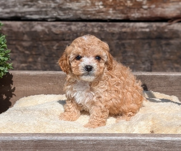 Medium Photo #7 Cavapoo (Miniature) Puppy For Sale in GOSHEN, IN, USA
