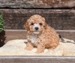 Small Photo #33 Cavapoo (Miniature) Puppy For Sale in GOSHEN, IN, USA