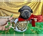 Small Photo #56 French Bulldog Puppy For Sale in HAYWARD, CA, USA