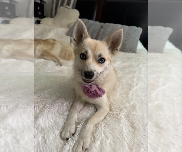Medium Photo #150 Pomsky Puppy For Sale in LOVELAND, CO, USA