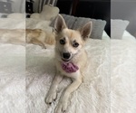 Small Photo #150 Pomsky Puppy For Sale in LOVELAND, CO, USA