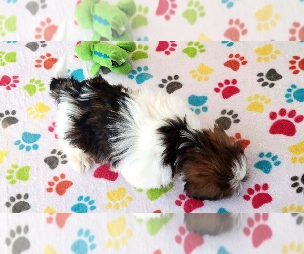 Medium Photo #4 Japanese Chin Puppy For Sale in ORO VALLEY, AZ, USA