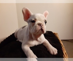 French Bulldog Puppy for sale in PAWTUCKET, RI, USA