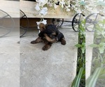 Puppy Nala Yorkshire Terrier