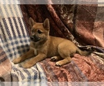 Small Photo #15 Shiba Inu Puppy For Sale in NEW YORK, NY, USA