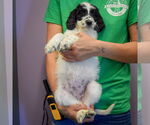 Small #1 Spaniel Mix