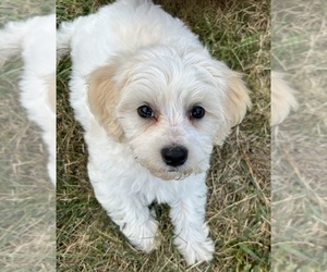 Maltipoo Puppy for sale in INDIANAPOLIS, IN, USA