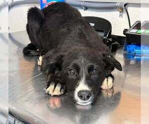 Labrador Retriever-Unknown Mix Dogs for adoption in Bolivar, MO, USA