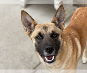 German Shepherd Dog-Unknown Mix Dogs for adoption in Tulsa, OK, USA