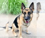 Small #2 German Shepherd Dog