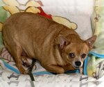 Small Photo #18 Chihuahua Puppy For Sale in Boonton, NJ, USA