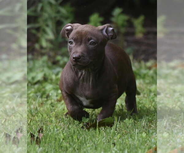 Medium Photo #3 Chihuahua-Unknown Mix Puppy For Sale in Mechanicsburg, PA, USA