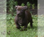 Small #2 Chihuahua Mix