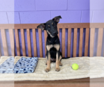 Small #1 Mutt
