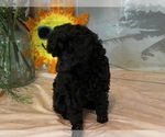 Small Photo #10 Poodle (Toy) Puppy For Sale in WINSTON SALEM, NC, USA
