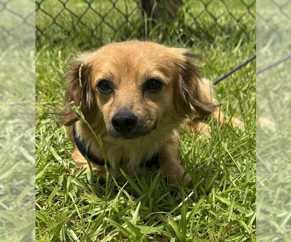 Medium Photo #2 Chihuahua Puppy For Sale in Tarrytown, GA, USA