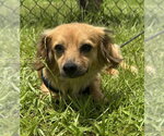 Small #1 Chihuahua