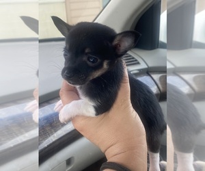 Chihuahua Puppy for sale in CASTLE HAYNE, NC, USA