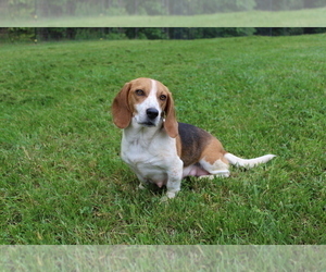 Mother of the Beagle puppies born on 06/06/2026