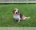 Small Photo #1 Beagle Puppy For Sale in BLAIRSVILLE, GA, USA