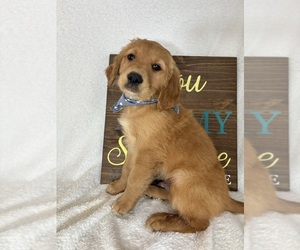 Golden Retriever Puppy for sale in GREENFIELD, IN, USA