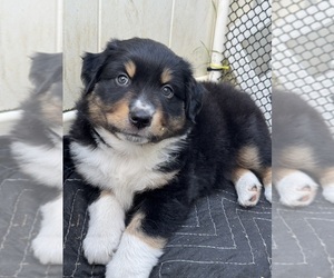 Mini Australian Shepterrier Puppy for sale in CLERMONT, FL, USA