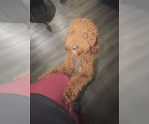Mother of the Goldendoodle mix (+ Poodle Miniature) puppies born on 05/04/2026