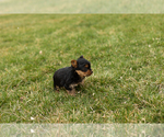 Small Photo #4 Yorkshire Terrier Puppy For Sale in SHIPSHEWANA, IN, USA