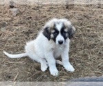 Puppy 4 Anatolian Shepherd-Great Pyrenees Mix