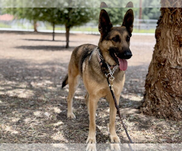 Medium Photo #2 German Shepherd Dog Puppy For Sale in San Diego, CA, USA