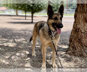 Cleo - Female German Shepherd Dog Dog for Adoption - Photo #2