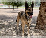 Small #1 German Shepherd Dog