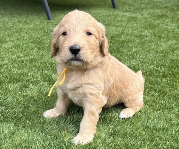 Medium Photo #26 Goldendoodle Puppy For Sale in PHOENIX, AZ, USA