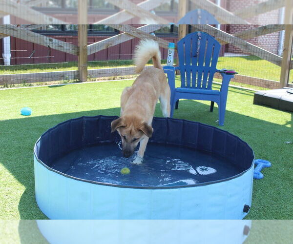 Medium Photo #2 Mutt Puppy For Sale in Chestertown, MD, USA