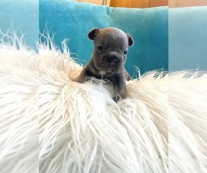 French Bulldog Puppy for sale in SAN DIEGO, CA, USA
