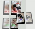 Image preview for Ad Listing. Nickname: Malshi