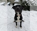 Small #2 Mutt