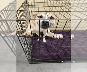 Beagle-Unknown Mix Dogs for adoption in Texas City, TX, USA