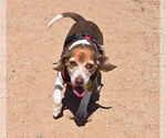 Small #3 Beagle