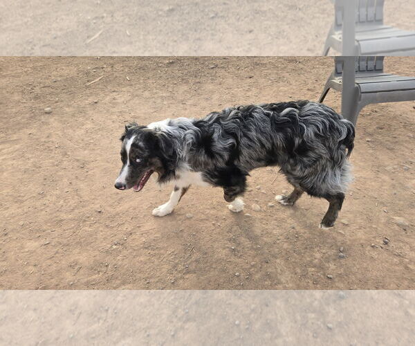 Medium Photo #2 Australian Shepherd Puppy For Sale in Peralta, NM, USA