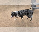 Small #1 Australian Shepherd